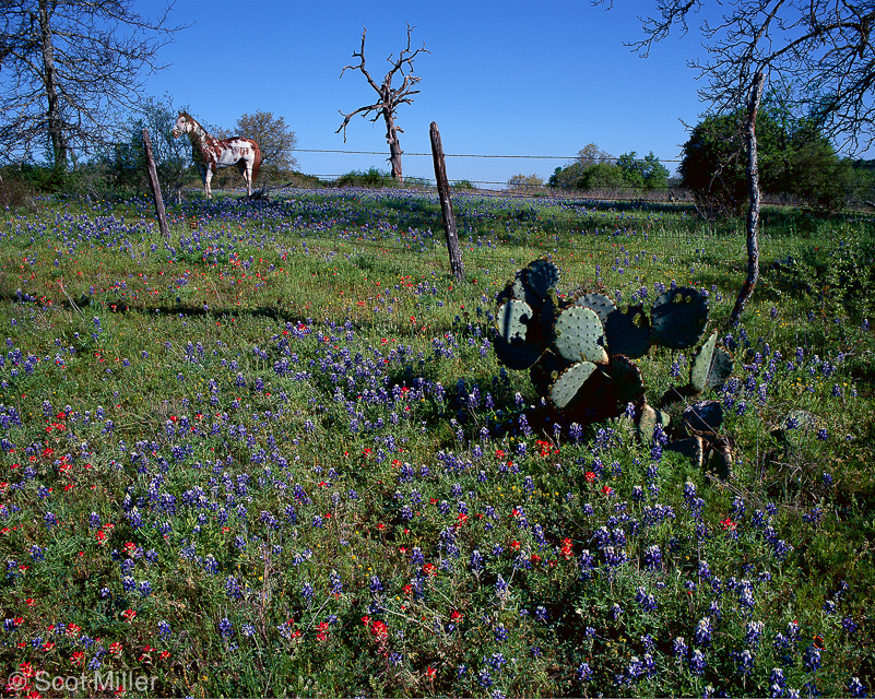 168scotmiller_bluebonnets