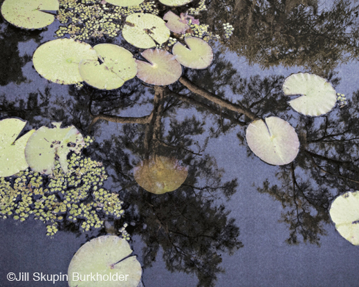 Fine photographic print of Caddo Lake by Jill Skupin Burkholder, at Sun to Moon Gallery, Dallas, TX – Partial sale proceeds benefit Caddo Lake Institute 