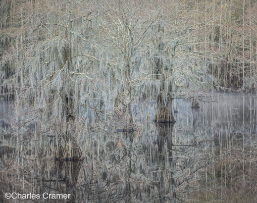 Fine photographic print of Caddo Lake by Charles Cramer, at Sun to Moon Gallery, Dallas, TX – Partial sale proceeds benefit Caddo Lake Institute 
