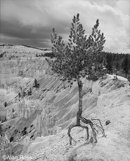 "Tenacity Defined, Bryce Canyon" fine print by Alan Ross, at Sun to Moon Gallery