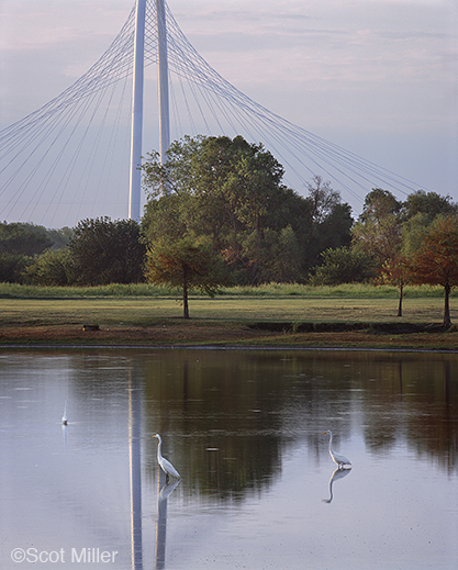 Fine photographic print of the Great Trinity Forest by Scot Miller, at Sun to Moon Gallery