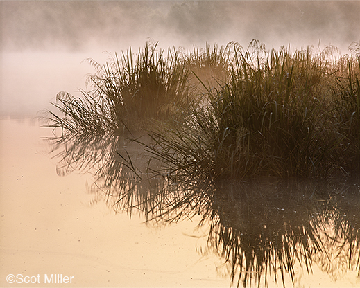 Fine photographic print of the Great Trinity Forest by Scot Miller, at Sun to Moon Gallery