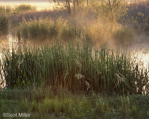 Fine photographic print of the Great Trinity Forest by Scot Miller, at Sun to Moon Gallery