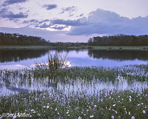 Fine photographic print of the Great Trinity Forest by Scot Miller, at Sun to Moon Gallery