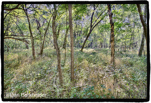Fine photographic print of Great Trinity Forest by Dan Burkholder, at Sun to Moon Gallery