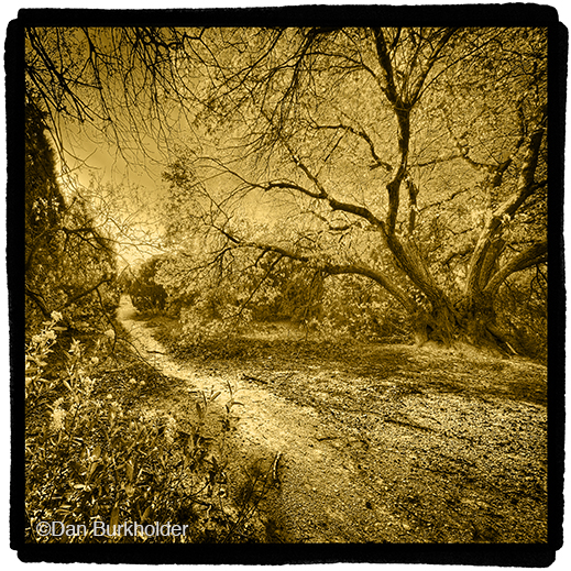 Fine photographic print of Great Trinity Forest by Dan Burkholder, at Sun to Moon Gallery