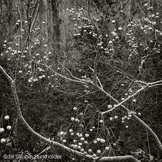 Fine photographic print of the Great Trinity Forest by Jill Skupin Burkholder, at Sun to Moon Gallery