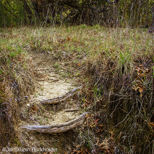 Fine photographic print of the Great Trinity Forest by Jill Skupin Burkholder, at Sun to Moon Gallery