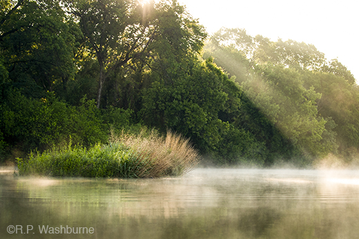 Fine photographic print of the Great Trinity Forest by R.P. Washburne, at Sun to Moon Gallery