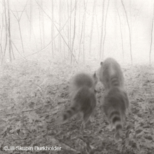 Fine photographic encaustic print by Jill Skupin Burkholder, at Sun to Moon Gallery