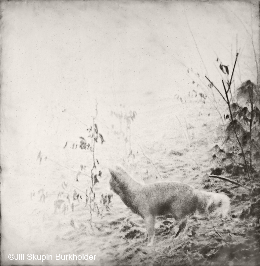 Encaustic wax and archival print from trail camera photo by Jill SKupin Burkholder, at Sun to Moon Gallery