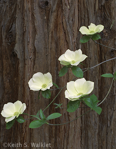 Ansel+adams+dogwood+blossoms