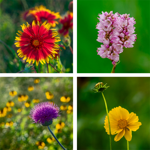 Fine Photographic Prints of Trinity Skyline Trail Flowers, at Sun to Moon Gallery
